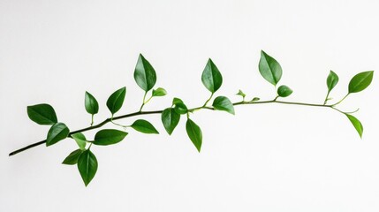Obraz premium Green Branch with Leaves on White Background