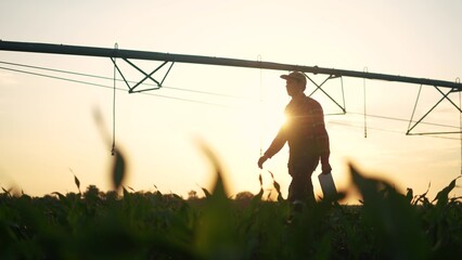 agriculture irrigation. silhouette farmer with a tablet walks through a field with corn and a plant...