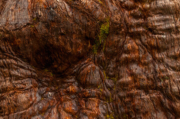 Close-up of the textured bark of a red gum tree in the Valley of the Giant Trees, Western Australia. The rough surface and natural patterns of the eucalyptus bark fill the image.