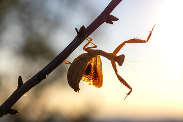 A praying mantis (Creobroter gemmatus) is developing beautiful wings.