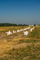 Obraz premium Bags of potatoes in the field. September, harvest, harvest in the village