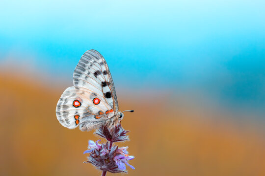 white-coloured, red-black-spotted mountain butterfly that wanders at high altitudes, Parnassius apollo