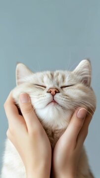 Cute fat Cat , hands holding its chubby cheek
