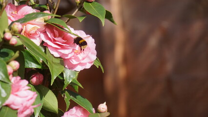 A bumblebee flying towards a large pink rose in a summer garden