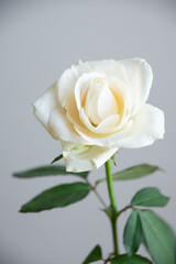 白いバラ