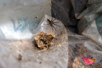 spider on the web