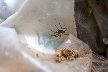 spider on the web