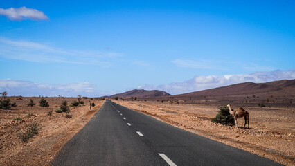The desert landscape of Southern Morocco
