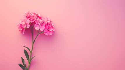 Beautiful Pink Flowers on Soft Pink Background for Floral Art and Nature Lovers