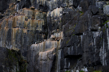 Colony of Brunnich Guillemot on the cliffs of Alkefjellet, Svalbard Islands
