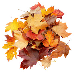 Fototapeta premium PNG Colorful autumn leaves collection
