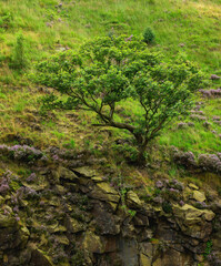 green tree on the rock,Dovestone Reservoir