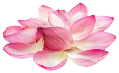 PNG  Pink lotus petals close-up