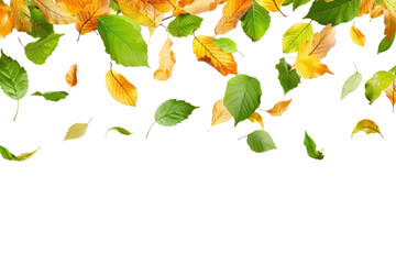 PNG Autumn falling green leaves herbal plant herbs.