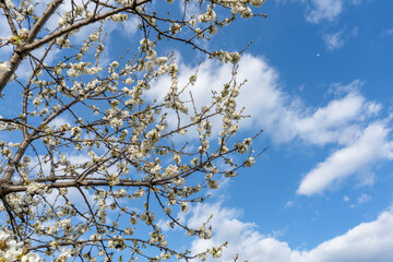 photo of a blue sky through the branches of a blooming cherry tree