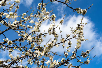 photo of a blue sky through the branches of a blooming cherry tree