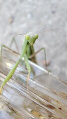 Female praying mantis macro 