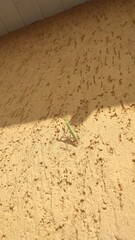 female praying mantis on the wall of the house
