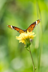 butterfly on a flower