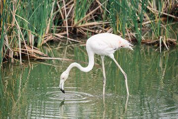 Obraz premium Flamingo in the water