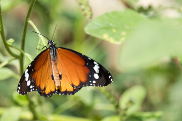 Butterfly on a green plant