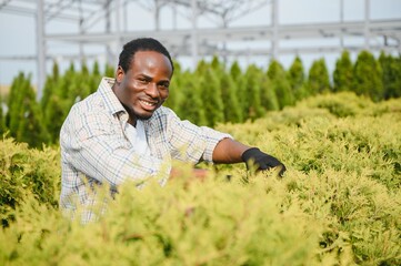 African american Garden worker trimming trees with scissors. garden shop