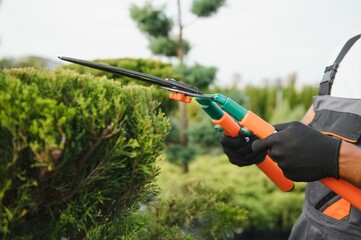 African american Garden worker trimming trees with scissors. garden shop