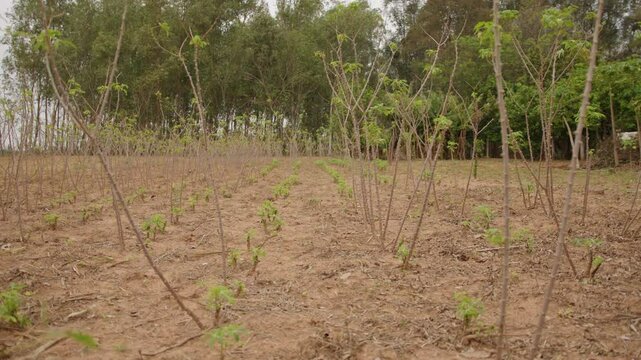 cassava or manioc plant on field in Paraguay