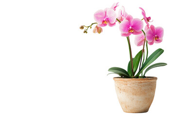 Naklejka premium A beautiful pink orchid in a rustic pot, symbolizing elegance and nature's beauty.
