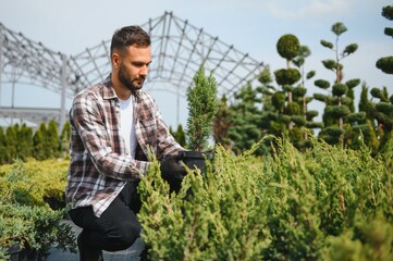Young male salesman holding pot of thuja in flower shop