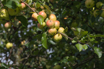 Garden apples
