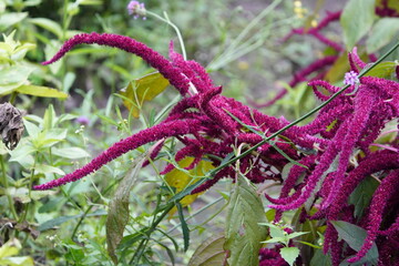 Amaranthus cruentus is a flowering plant species that is native from Central Mexico to Nicaragua....
