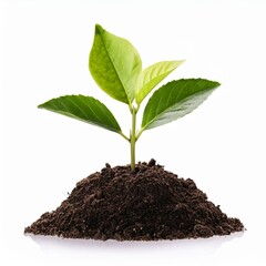 young plant growing from soil