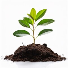 young plant growing from soil