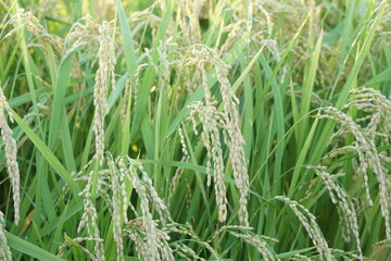 Rice Fields in Higashihiroshima City, Hiroshima Prefecture, Japan. Japanese Rice is ripening all over the fields in Hiroshima Prefecture, Japan.