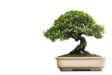 A bonsai tree in a ceramic pot, showcasing meticulous cultivation and artistry.