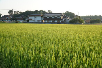 Rice Fields in Higashihiroshima City, Hiroshima Prefecture, Japan. Japanese Rice is ripening all over the fields in Hiroshima Prefecture, Japan.