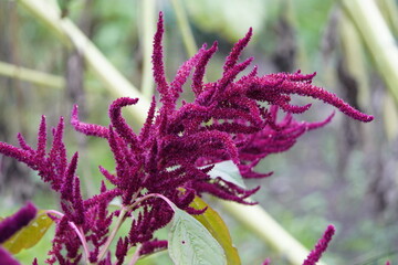 Amaranthus cruentus is a flowering plant species that is native from Central Mexico to Nicaragua. Botanical school garden, Hanover, Germany.