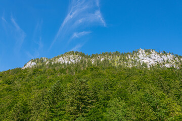 Forest At Falkenstein Mountain