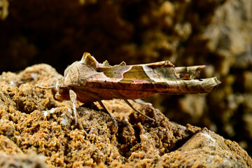 Angle shades // Achateule, Mangoldeule (Phlogophora meticulosa)