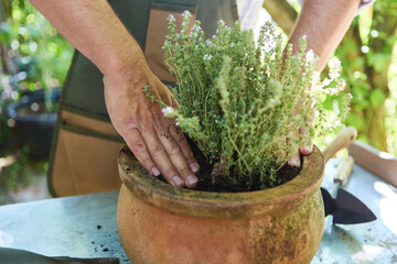 Hands planting thyme in a rustic pot in an outdoor garden setting