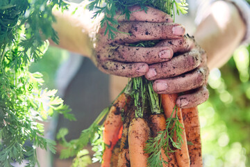 Harvesting fresh organic carrots from the garden with dirty hands