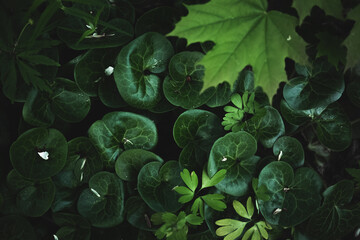 green leaves background