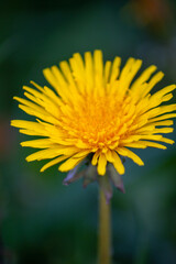Mniszek pospolity pośród zieleni, closeup, makro, duże zbliżenie © Antoni