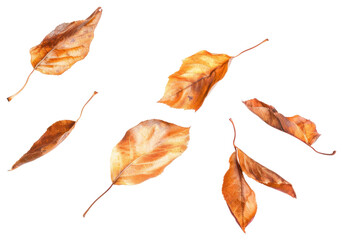 PNG Autumn leaves animal plant shark.