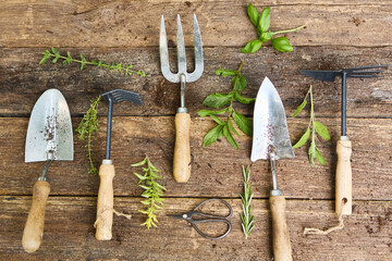 Various gardening tools with fresh herbs on rustic wooden background