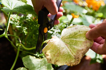 Gardener pruning wilted leaf in vegetable garden on a sunny day