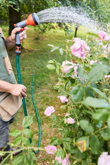Gardener watering pink roses in a lush garden on a sunny day