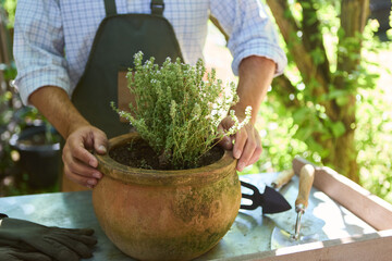 Gardener planting herbs in a clay pot on a sunny day in the garden