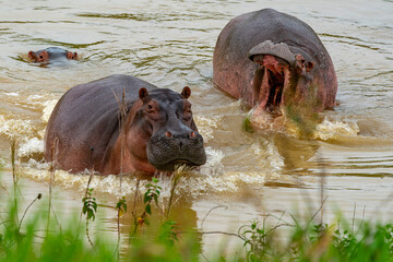 Colombia Hippos attacking. they live free in the rivers and lakes of Colombia